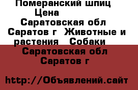 Померанский шпиц › Цена ­ 45 000 - Саратовская обл., Саратов г. Животные и растения » Собаки   . Саратовская обл.,Саратов г.